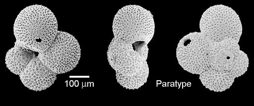 Turborotalita praequinqueloba Hemleben & Olsson, 2006