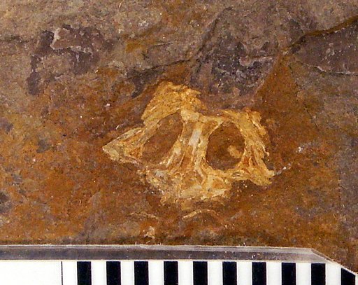 Branchiosaurus gracilis Credner