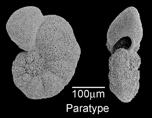 Planoglobanomalina pseudoalgeriana Olsson & Hemleben, 2006