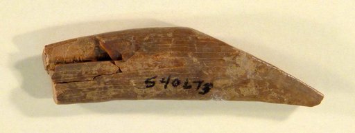 Genus sp