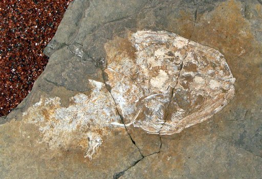 Branchierpeton amblystomum (Credner)