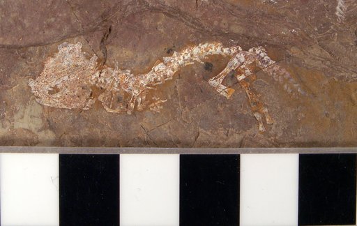 Branchiosaurus gracilis Credner