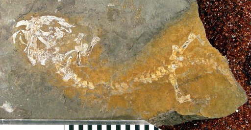 Branchiosaurus gracilis Credner