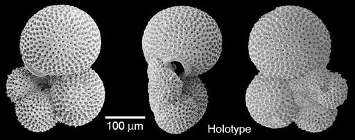 Globorotaloides quadrocameratus Olsson et al., 2006