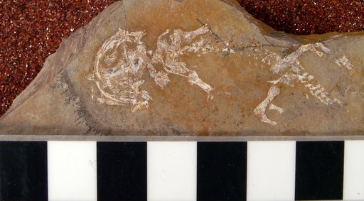 Branchiosaurus gracilis Credner