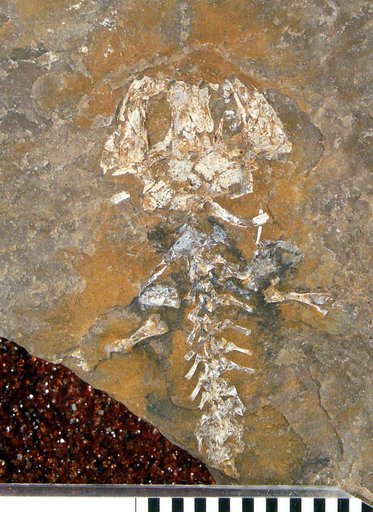 Branchiosaurus gracilis Credner