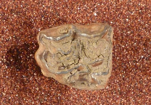 Equus sp