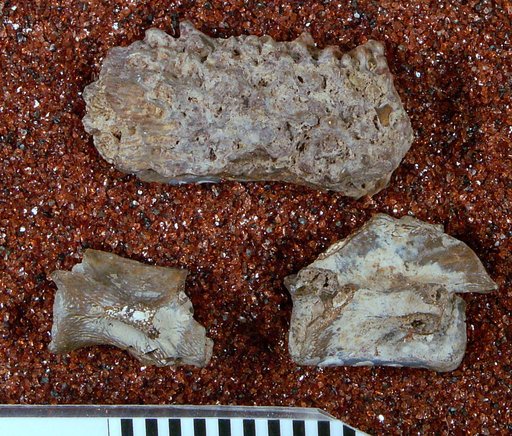 Diplocaulus sp