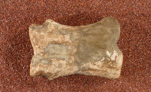 Equus sp