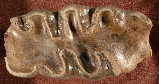 Cuvieronius sp