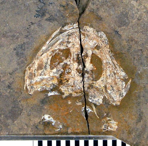 Branchiosaurus gracilis Credner