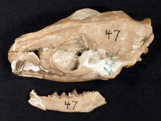 Hesperocyon sp