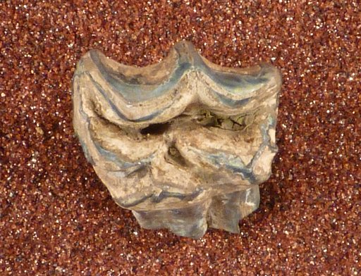Equus sp