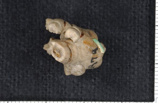 Cyathocrinus brevisacculus Wachsmuth & Springer