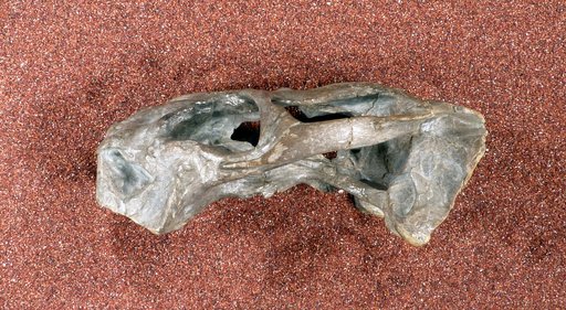 Oudenodon bainii Owen, 1860