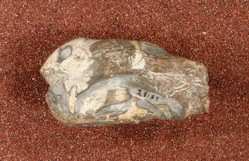 Diictodon feliceps Owen, 1876