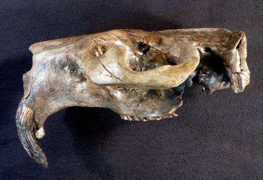 Castoroides ohioensis Foster, 1838