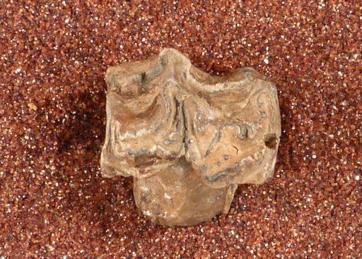 Equus sp