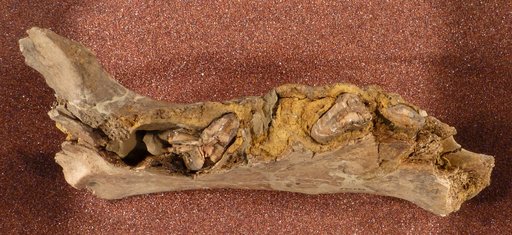 Glossotherium sp