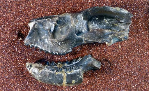 Notharctus tenebrosus Leidy