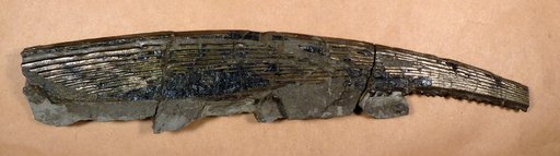 Ichthyodorulites dorsetiensis Agassiz