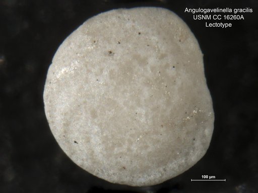 Angulogavelinella gracilis (Marsson, 1878)
