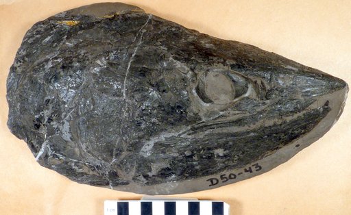 Genus sp