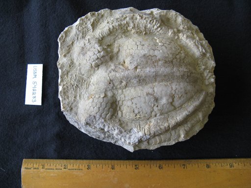 Melonechinus multiporus (Norwood & Owen)