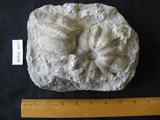 Lovenechinus missouriensis (Jackson)