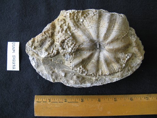 Melonechinus multiporus (Norwood & Owen)