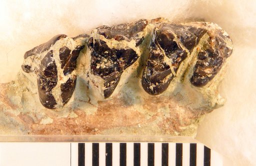 Sinopa major Wortman