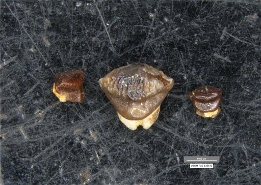 Dasyatis sp