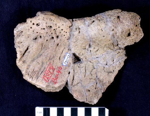 Triceratops sp