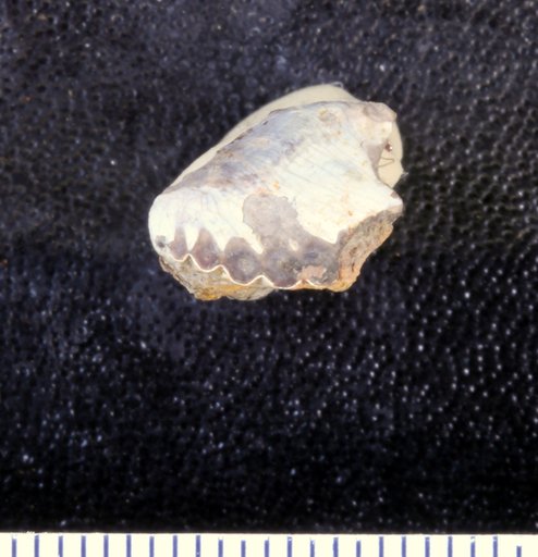 Priconodon crassus Marsh, 1888