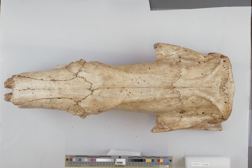 Scelidotherium sp