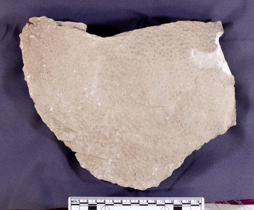 Stromatoporoidea Biologic