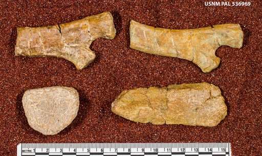 Genus sp