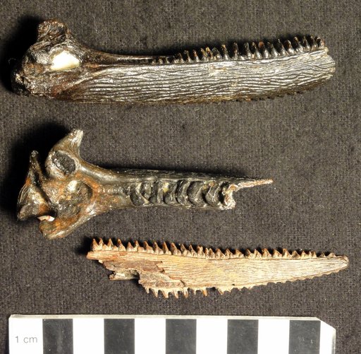 Genus sp