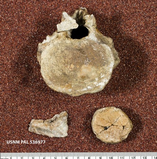 Genus sp