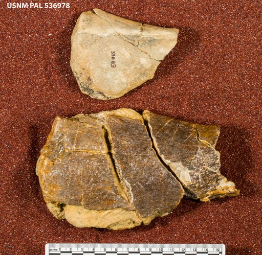 Genus sp