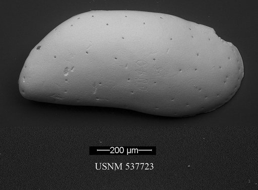 Krithe mazziniae Yasuhara et al., 2009