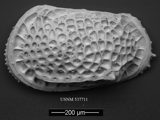 Poseidonamicus hisayoae Yasuhara et al., 2009