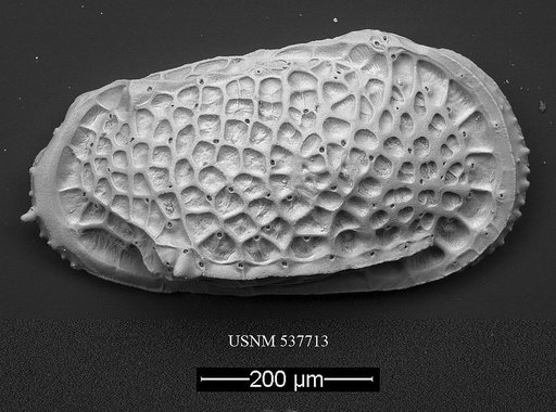 Poseidonamicus hisayoae Yasuhara et al., 2009