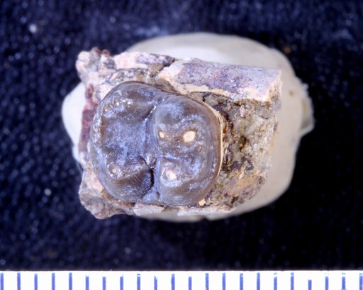 Bunophorus sp