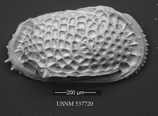 Poseidonamicus hisayoae Yasuhara et al., 2009