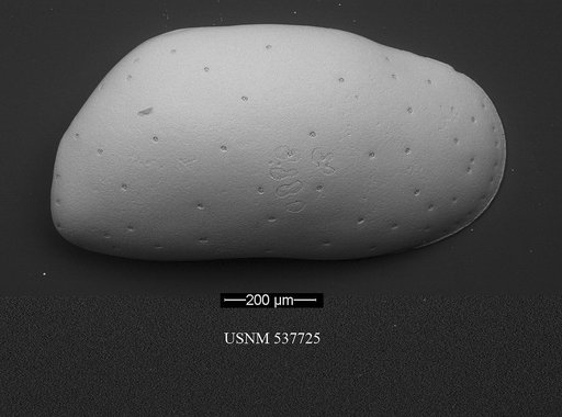 Krithe mazziniae Yasuhara et al., 2009