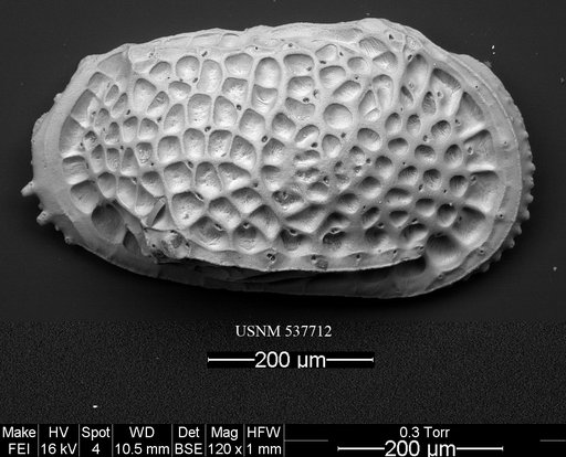 Poseidonamicus hisayoae Yasuhara et al., 2009