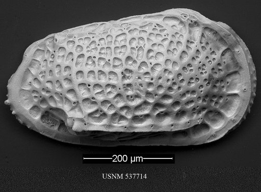 Poseidonamicus hisayoae Yasuhara et al., 2009