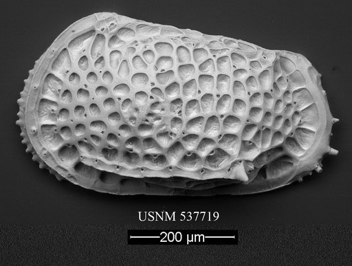 Poseidonamicus hisayoae Yasuhara et al., 2009