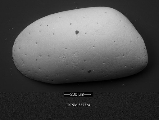 Krithe mazziniae Yasuhara et al., 2009